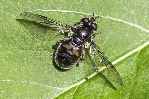 Pipiza sp.